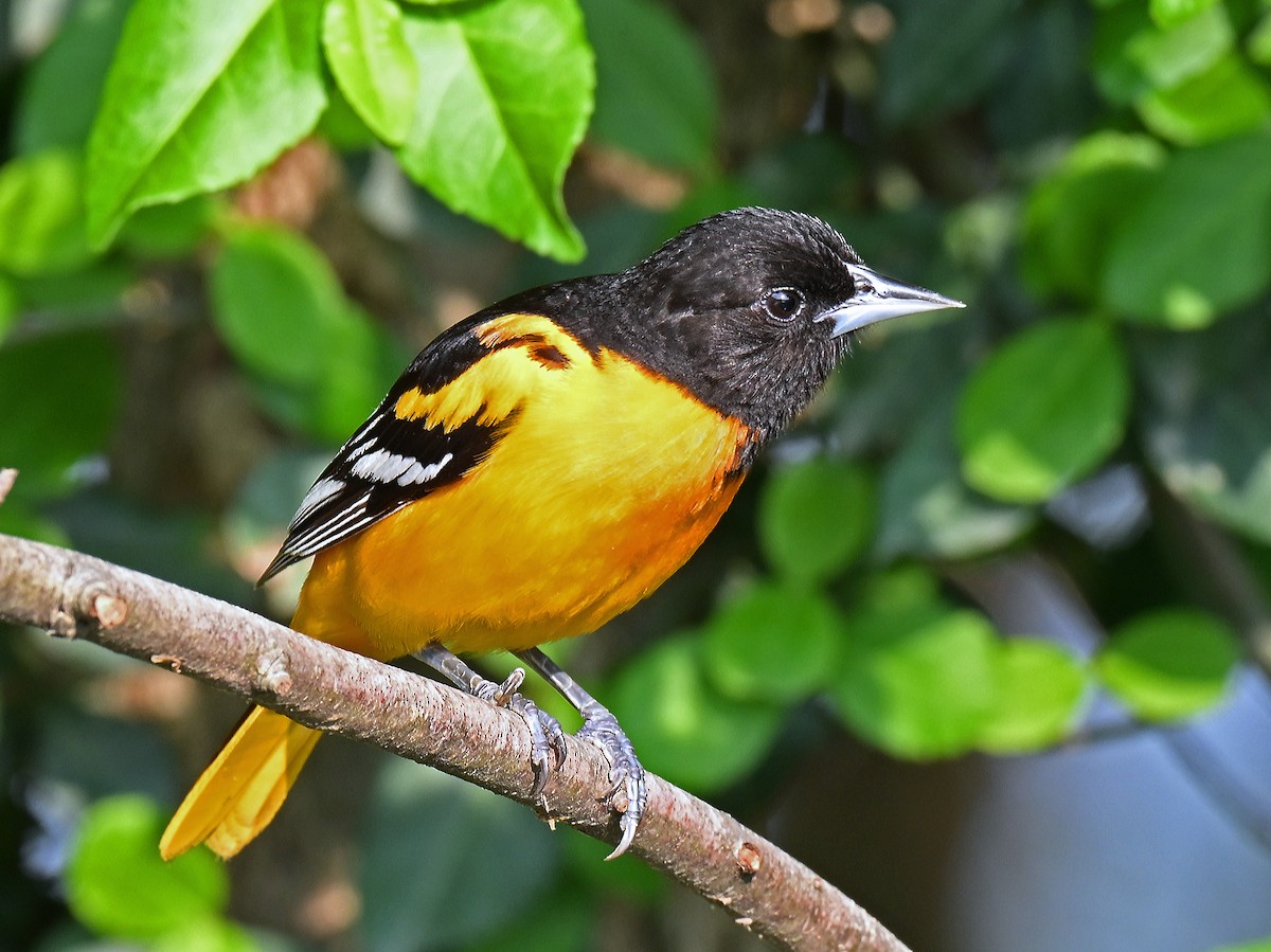Baltimore Oriole - ML637318196