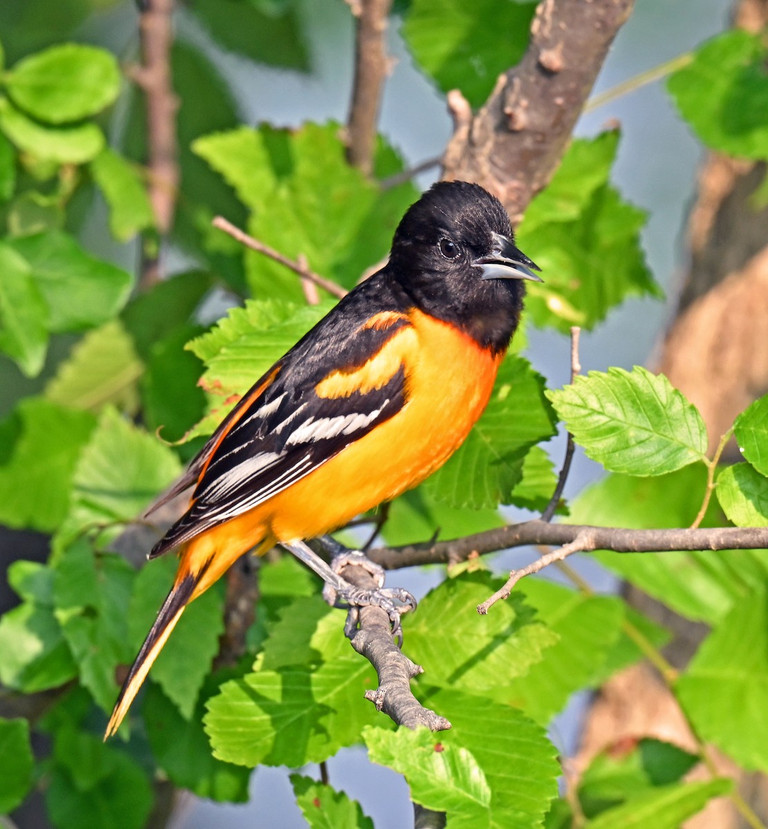 Baltimore Oriole - ML637318197