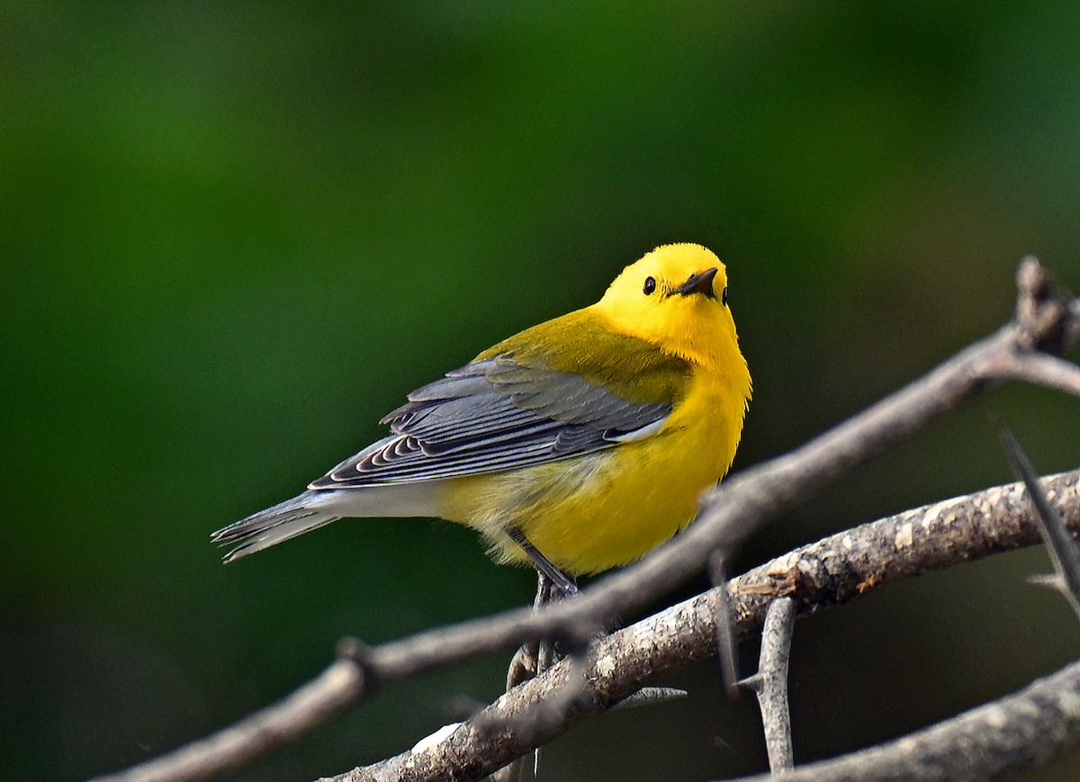 Prothonotary Warbler - ML637318221