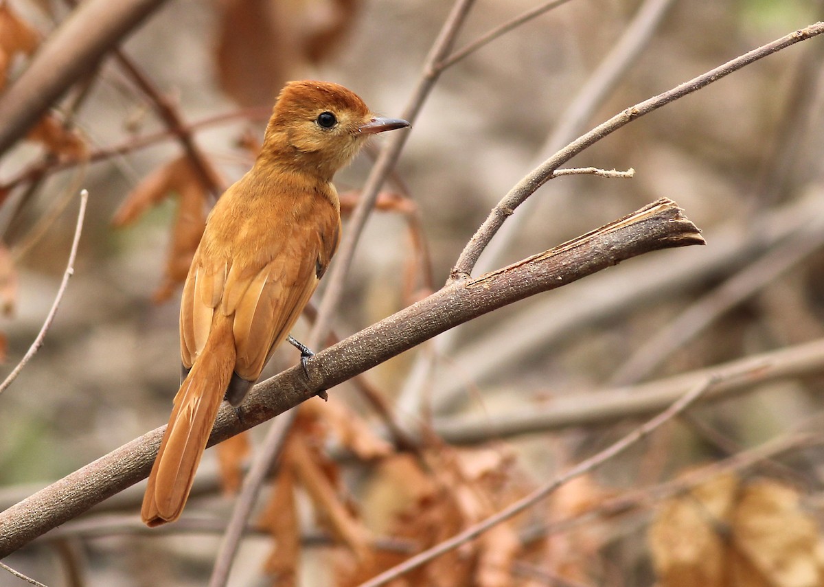 Kızıl Casiornis - ML637318241