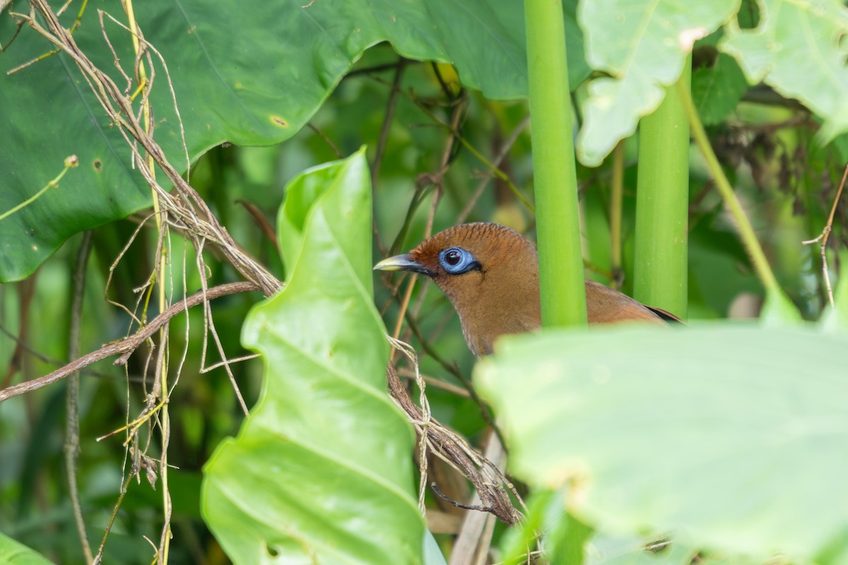 Rusty Laughingthrush - ML637318244