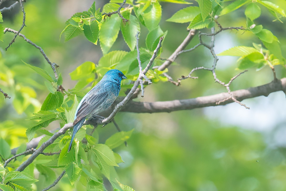Lazuli x Indigo Bunting (hybrid) - ML637318261