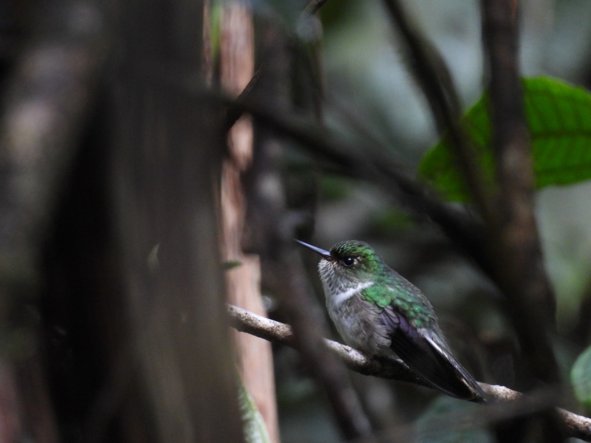 Ecuadorian Piedtail - ML637318309