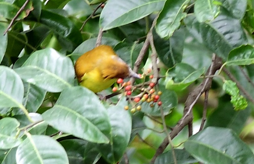 White-throated Bulbul - ML637318319