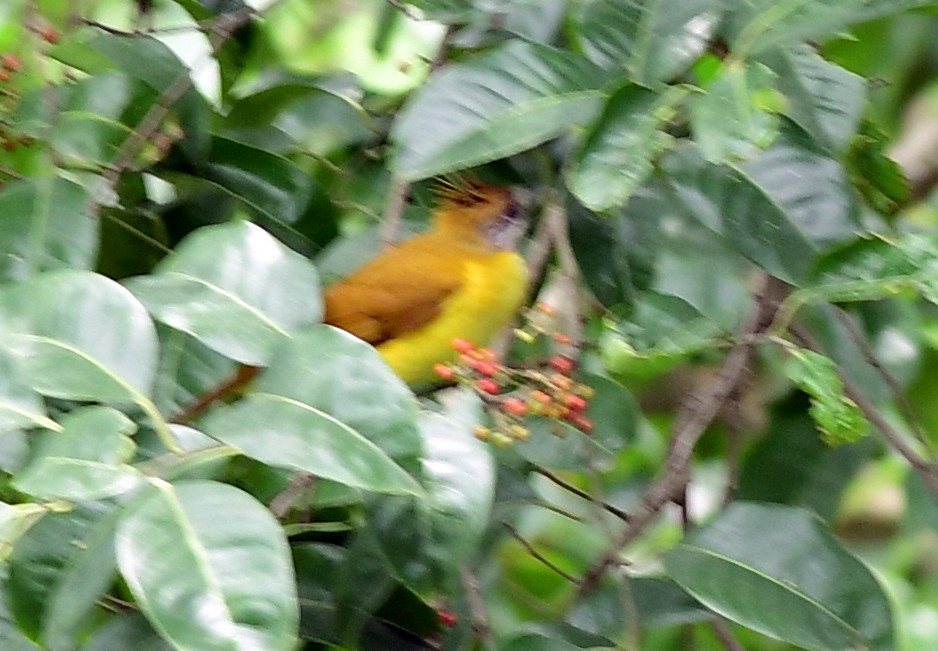 White-throated Bulbul - ML637318320