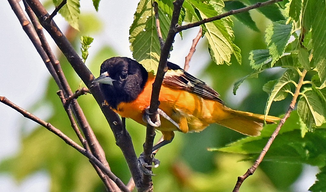 Oriole de Baltimore - ML637318330