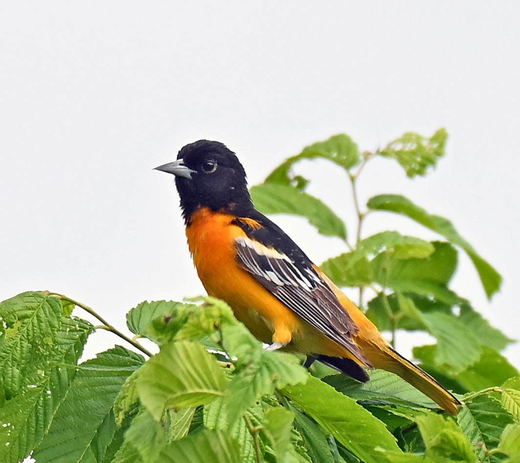 Oriole de Baltimore - ML637318331