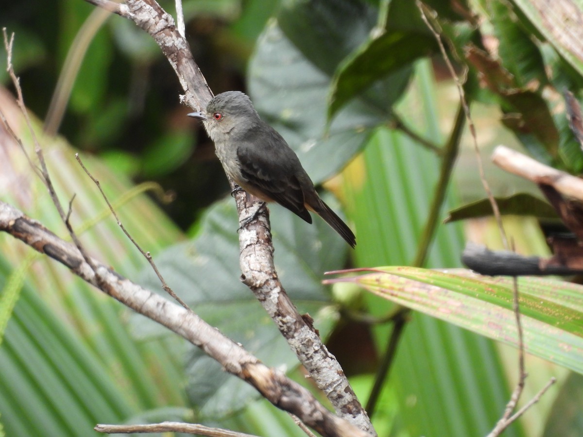 Rufous-tailed Tyrant - ML637318341