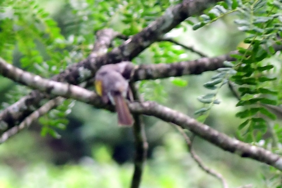 Ashy Bulbul - ML637318368