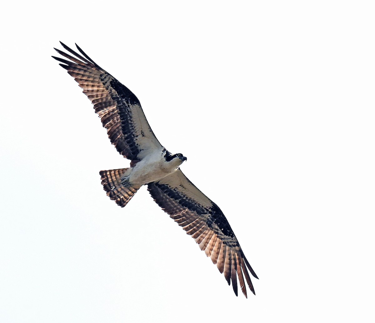 Balbuzard pêcheur - ML637318377