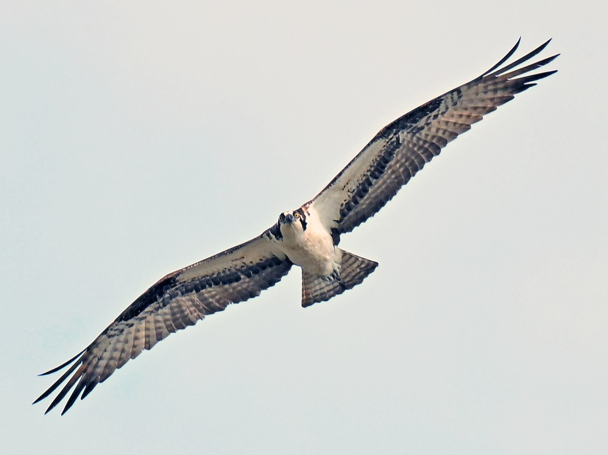 Balbuzard pêcheur - ML637318378