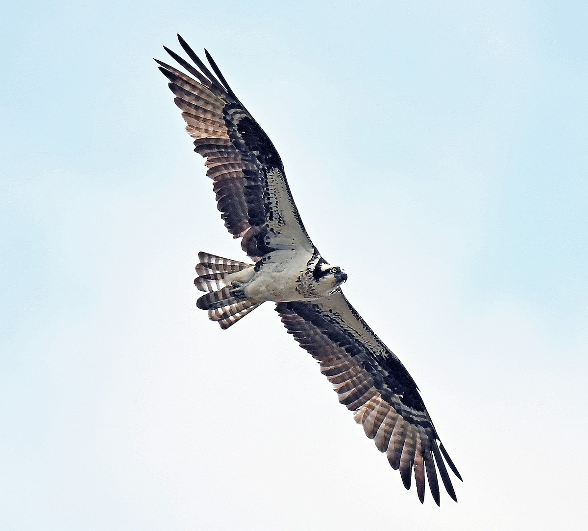 Balbuzard pêcheur - ML637318380
