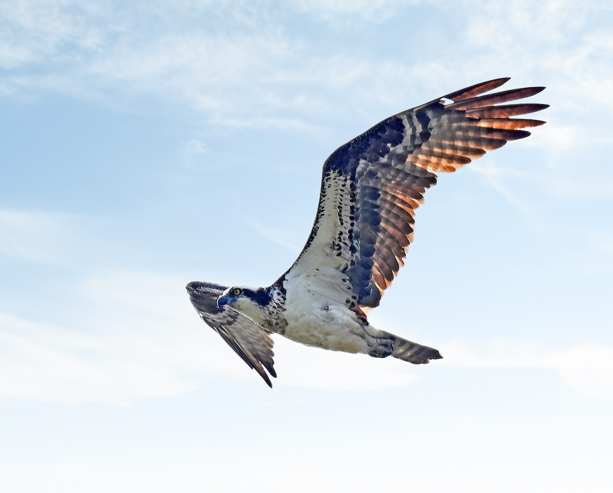 Balbuzard pêcheur - ML637318381