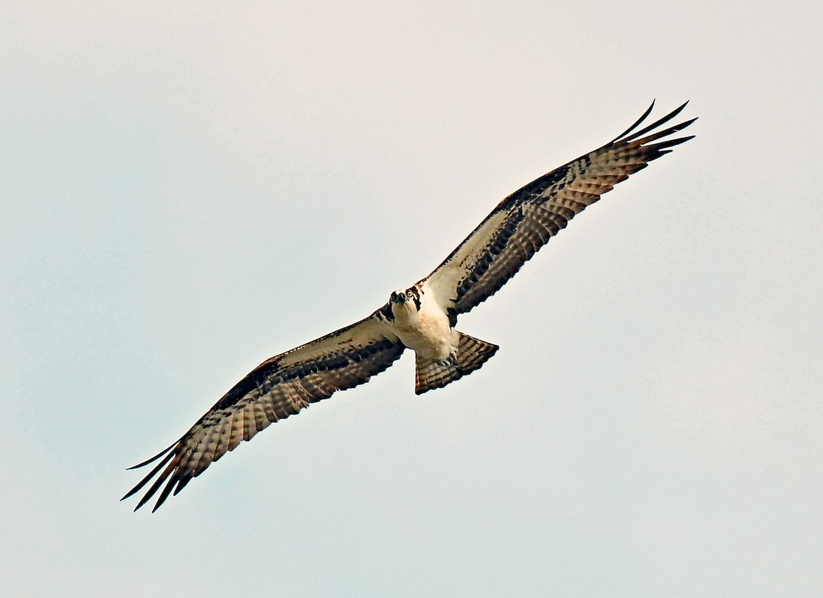 Balbuzard pêcheur - ML637318382