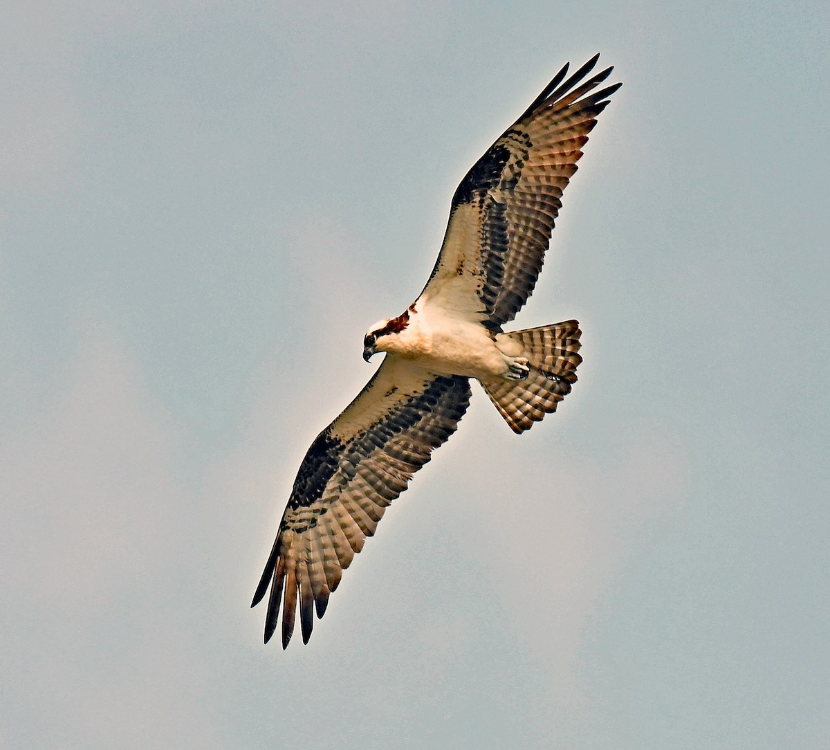 Balbuzard pêcheur - ML637318383