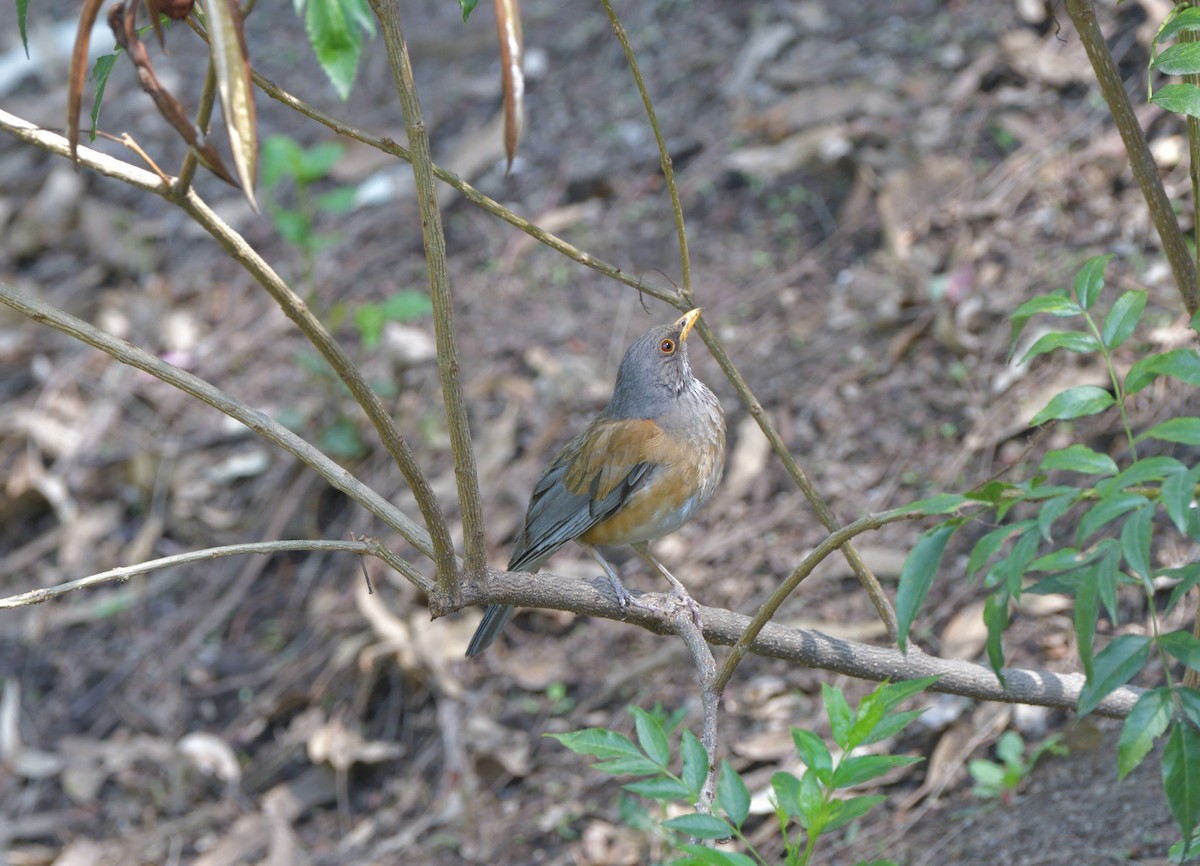 Rufous-backed Robin - ML637318387