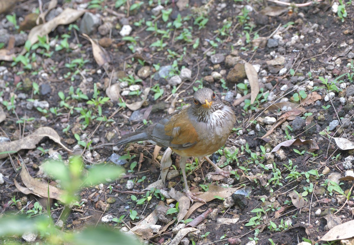 Rufous-backed Robin - ML637318391