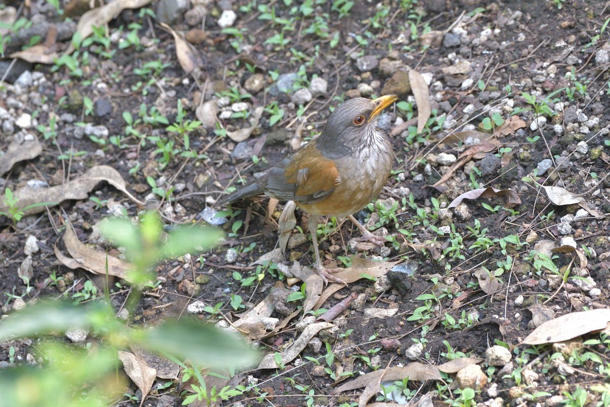 Rufous-backed Robin - ML637318392