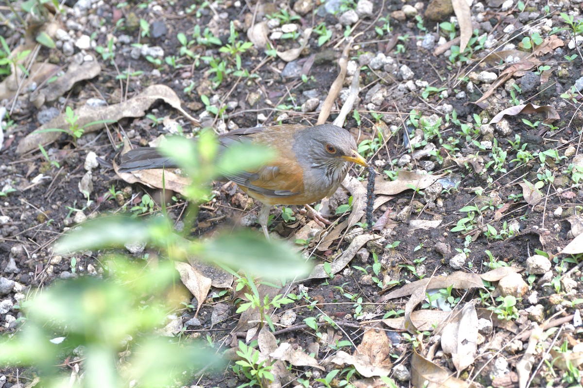 Rufous-backed Robin - ML637318393