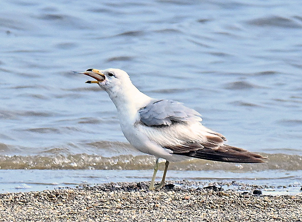 Goéland à bec cerclé - ML637318432