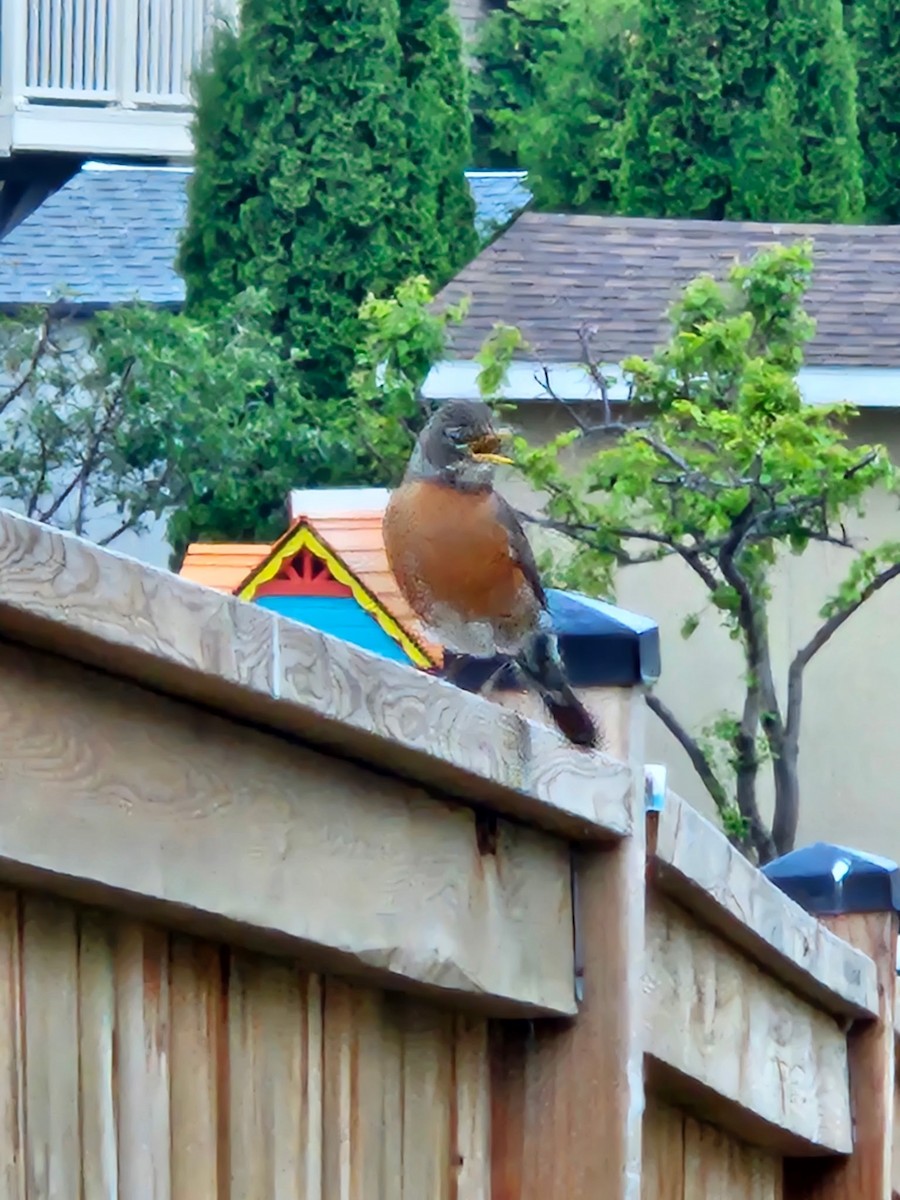 American Robin - ML637318447