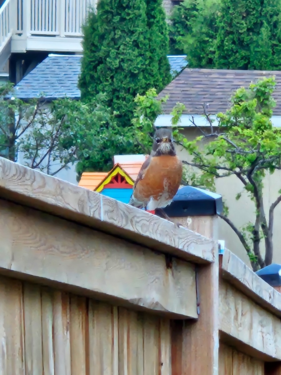 American Robin - ML637318448