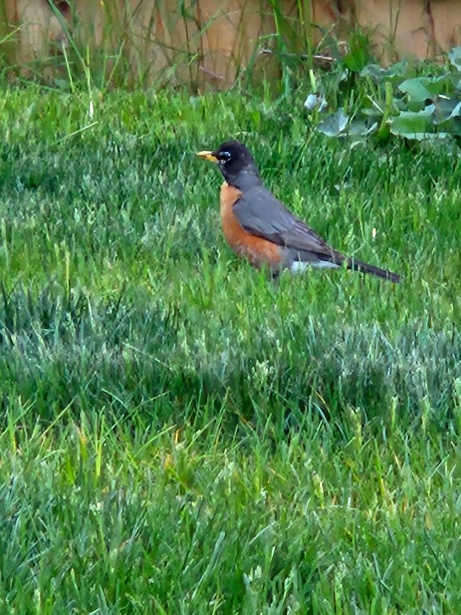 American Robin - ML637318449
