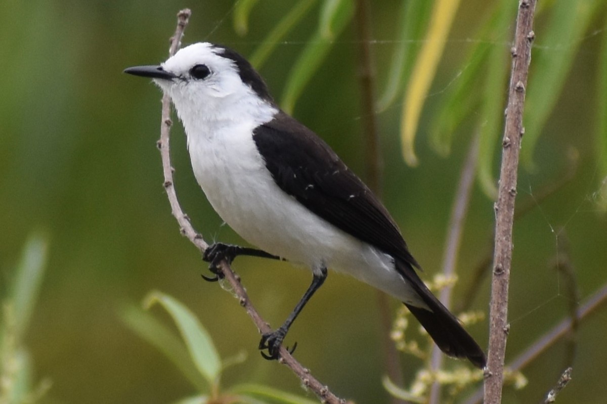 Black-backed Water-Tyrant - ML637318458