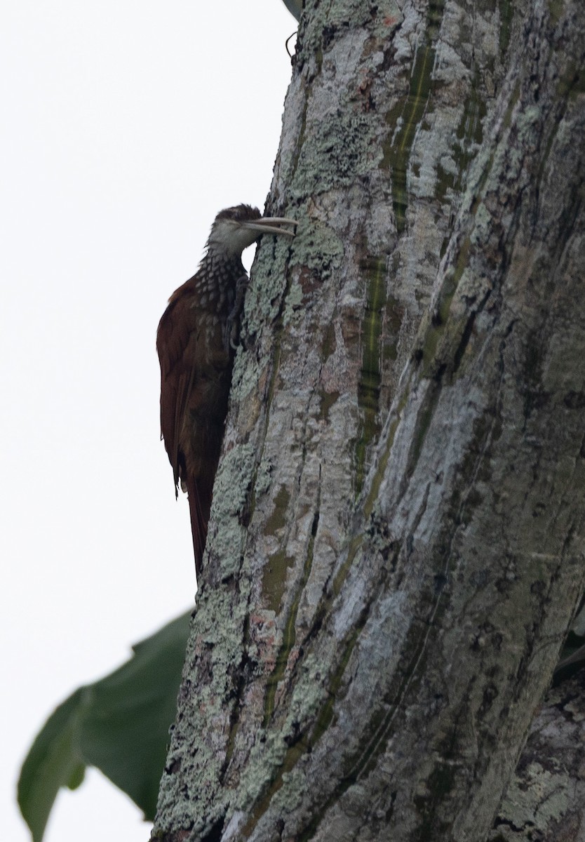Long-billed Woodcreeper - ML637318483