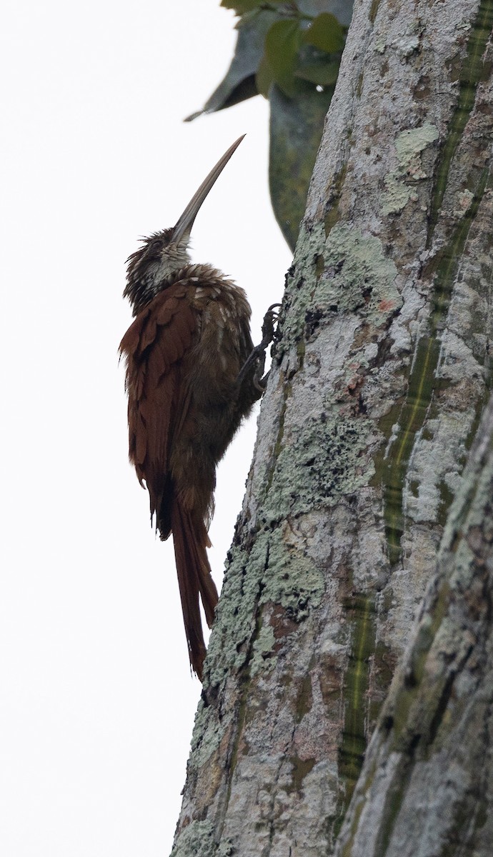 Long-billed Woodcreeper - ML637318484