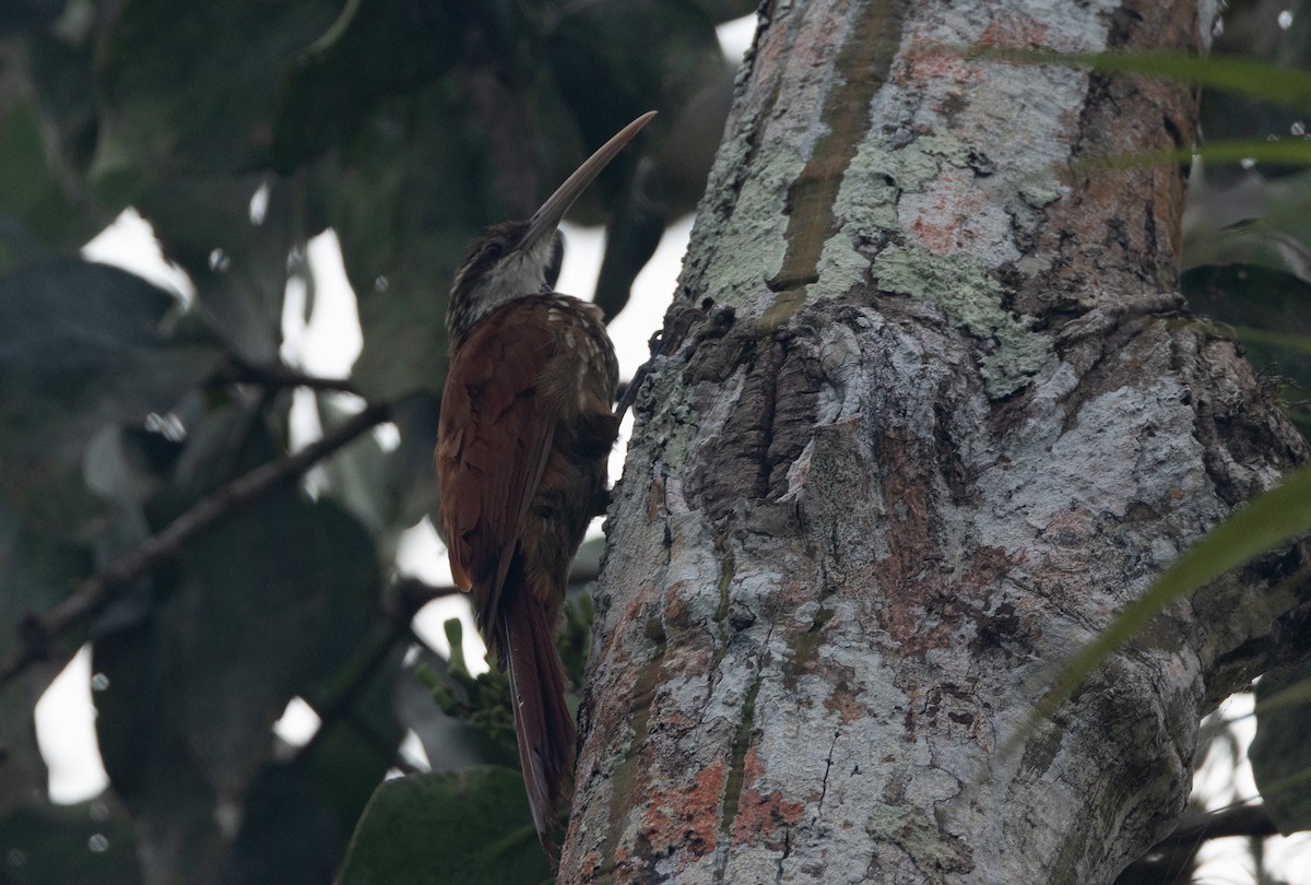 Long-billed Woodcreeper - ML637318485