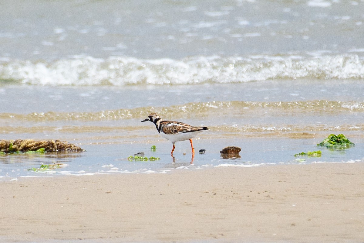 Ruddy Turnstone - ML637318492