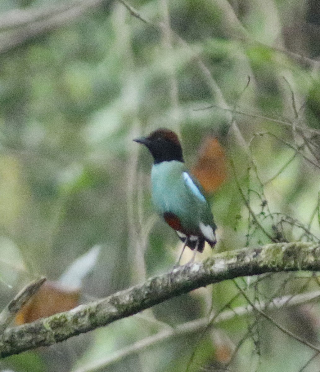 Western Hooded Pitta - ML637318538