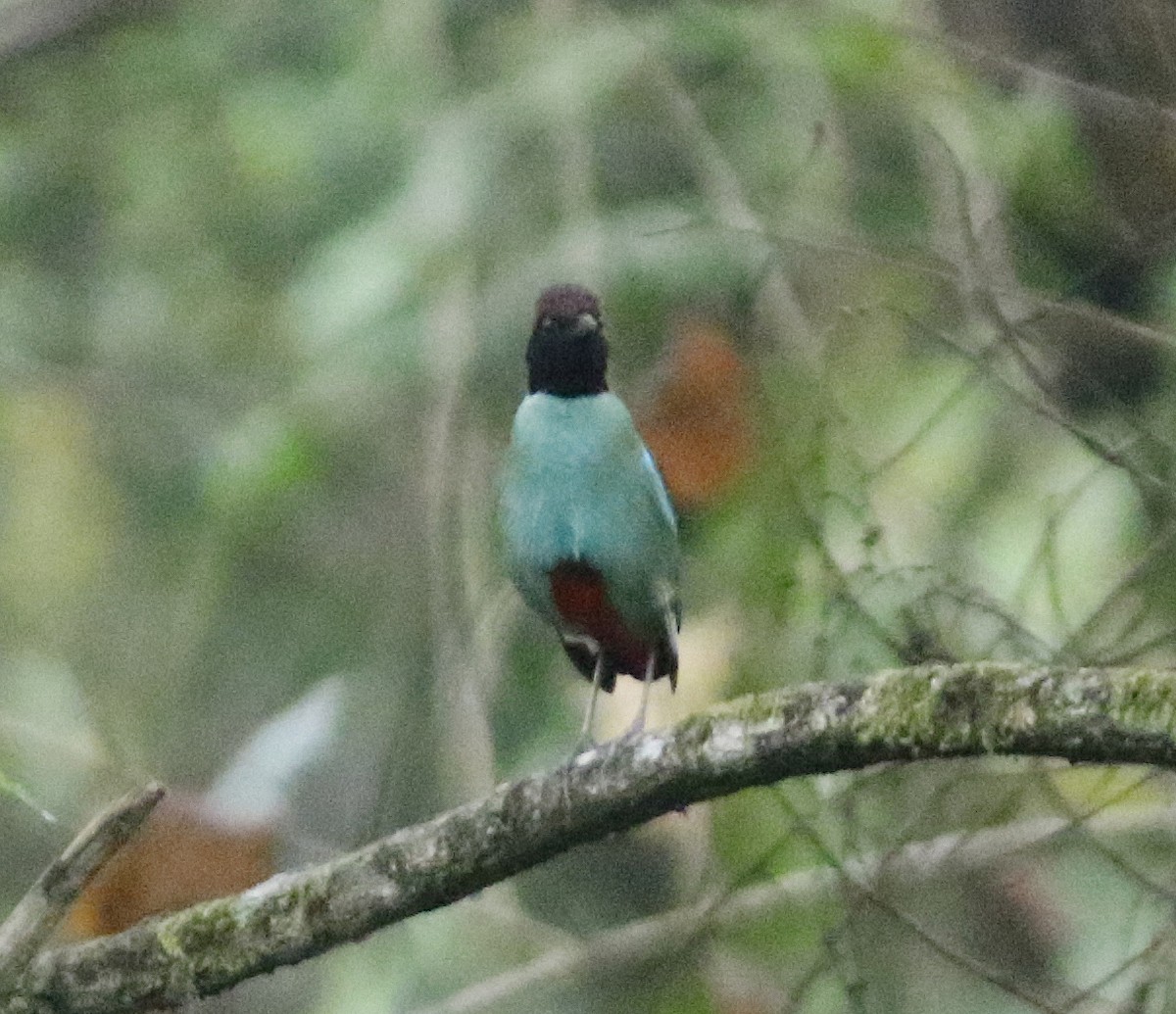 Western Hooded Pitta - ML637318540