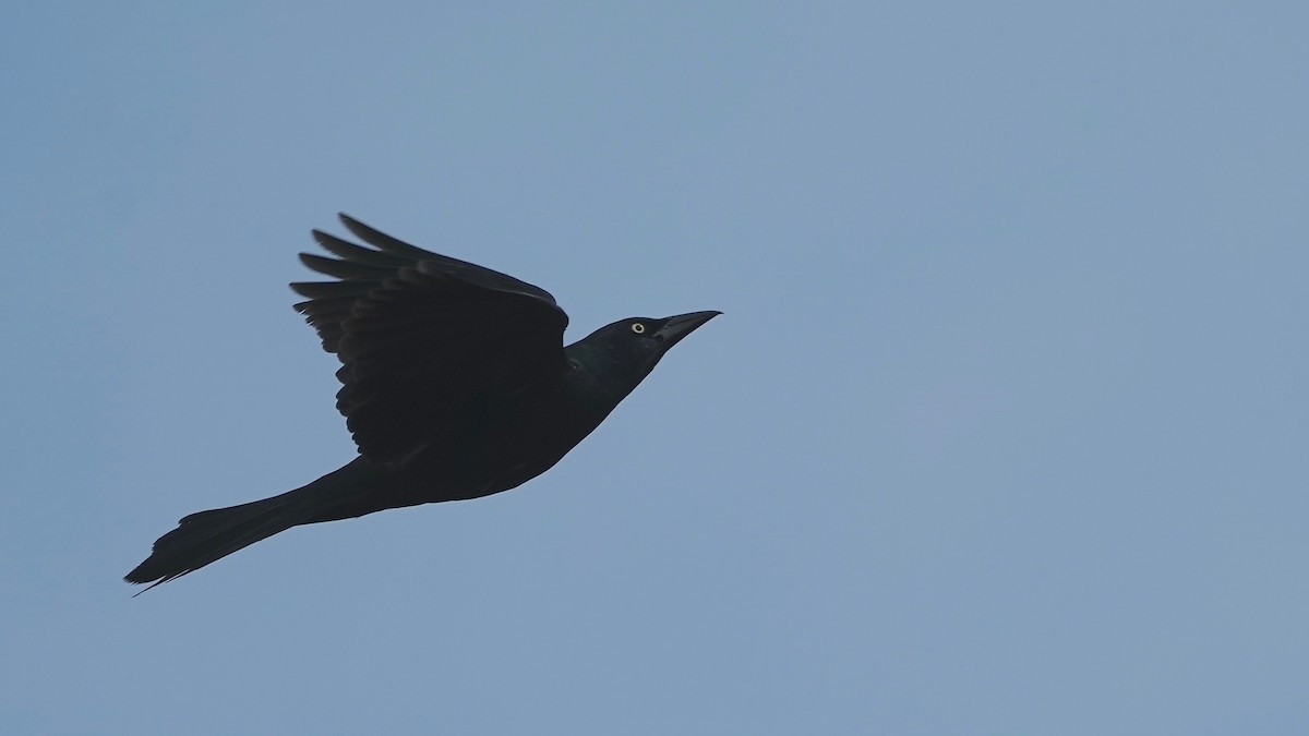 Common Grackle - ML637318551