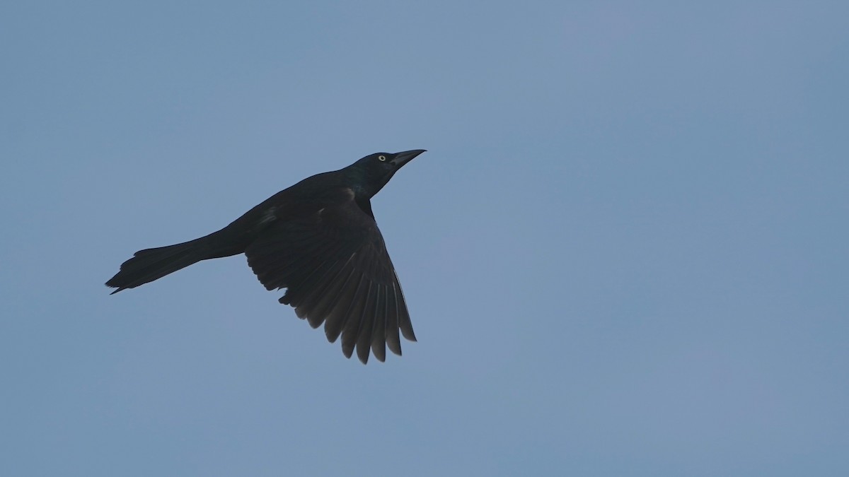Common Grackle - ML637318557