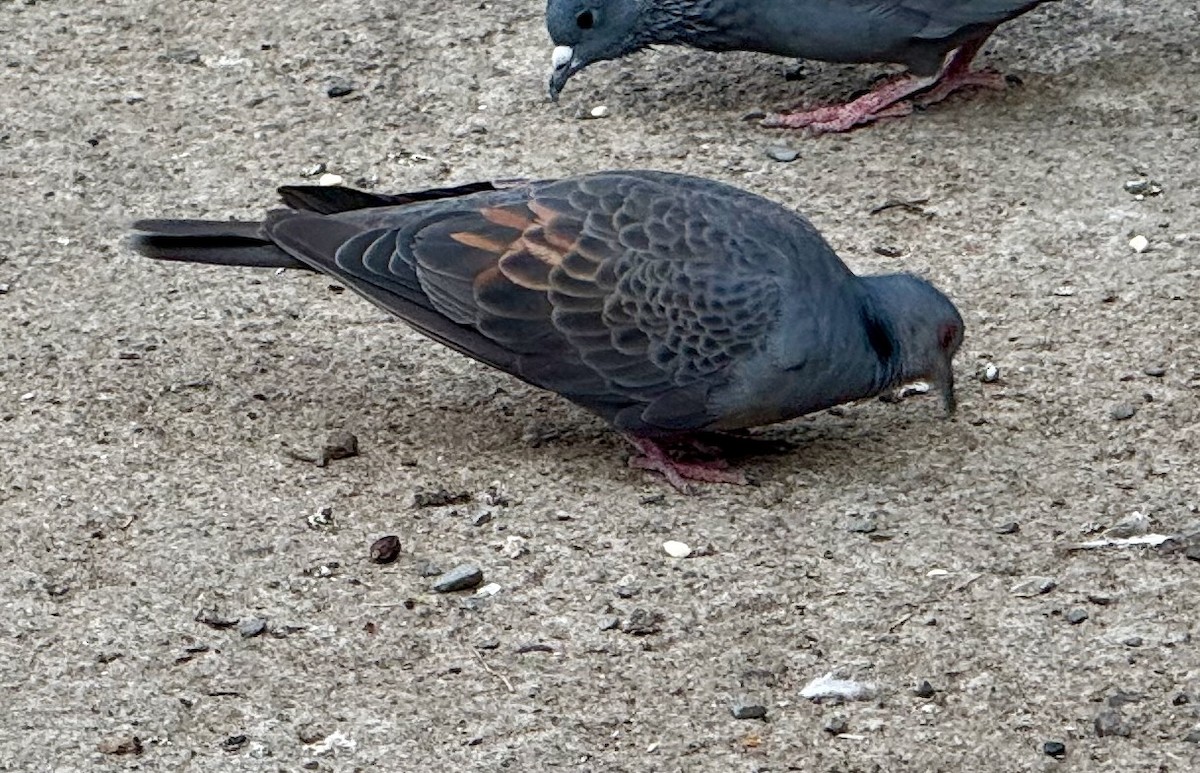 Dusky Turtle-Dove - ML637318569