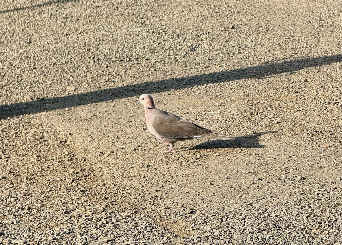 Red-eyed Dove - ML637318584