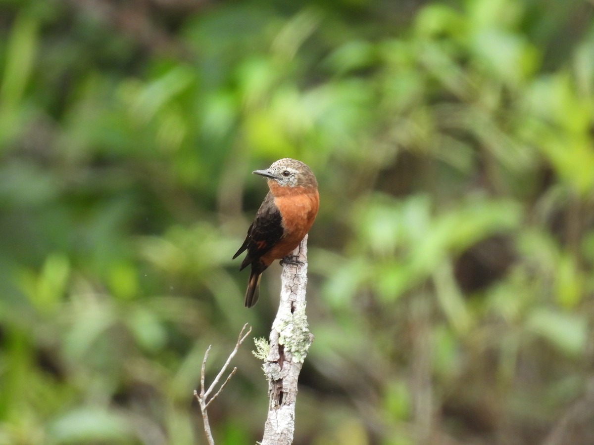 Cliff Flycatcher - ML637318621
