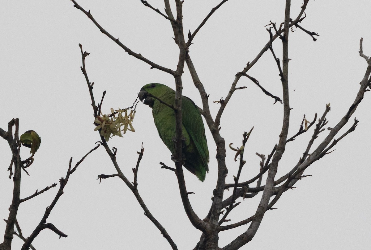 Short-tailed Parrot - ML637318721