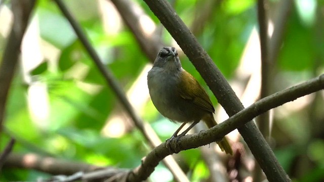 Green-backed Sparrow - ML637318820