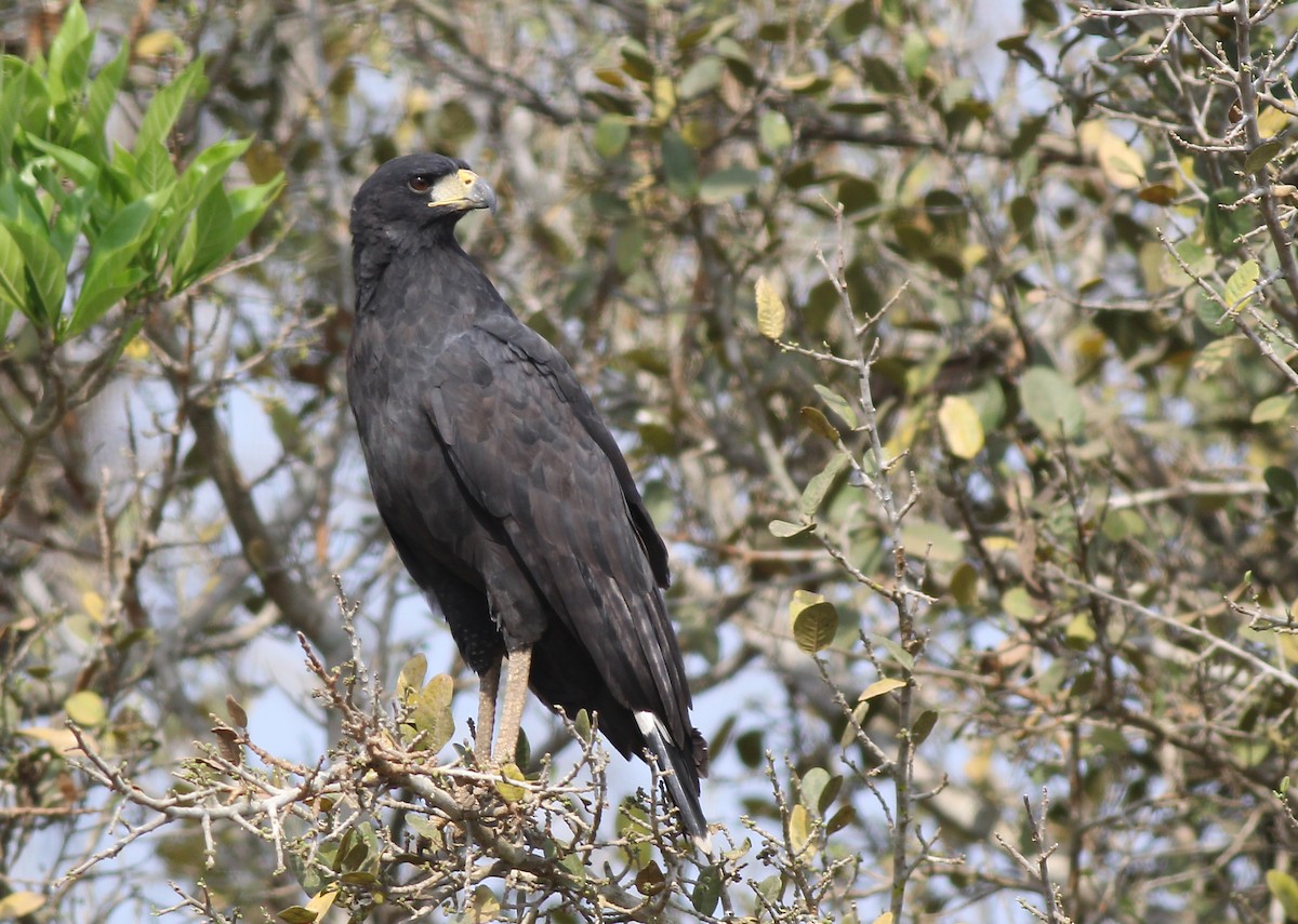 Great Black Hawk - ML637318855