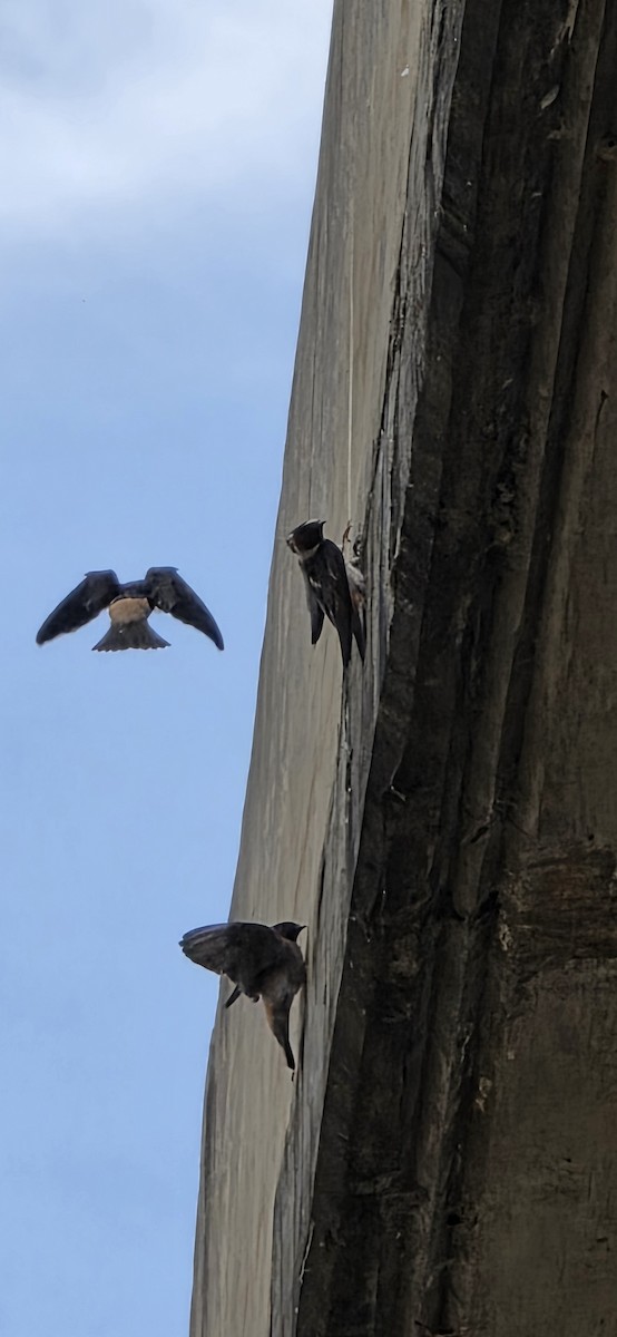 Cliff Swallow - ML637318857