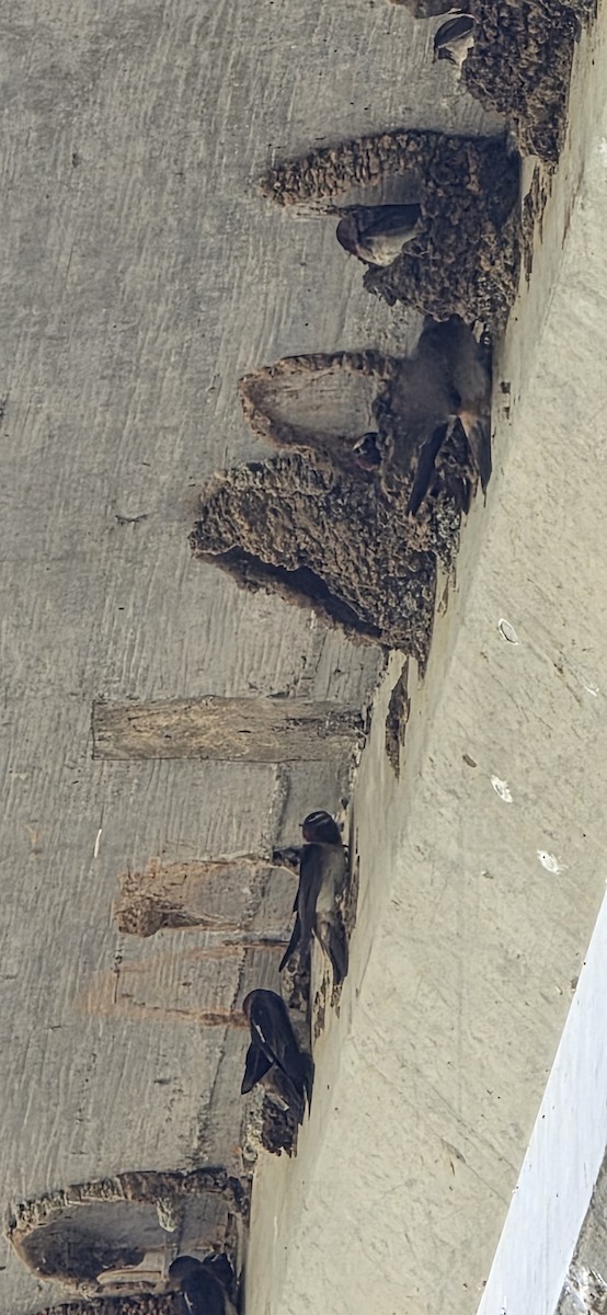 Cliff Swallow - ML637318858