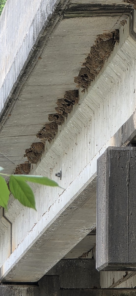 Cliff Swallow - ML637318859