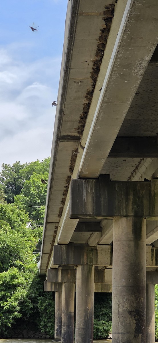 Cliff Swallow - ML637318860
