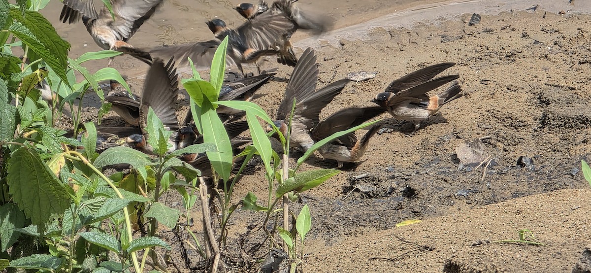Cliff Swallow - ML637318863