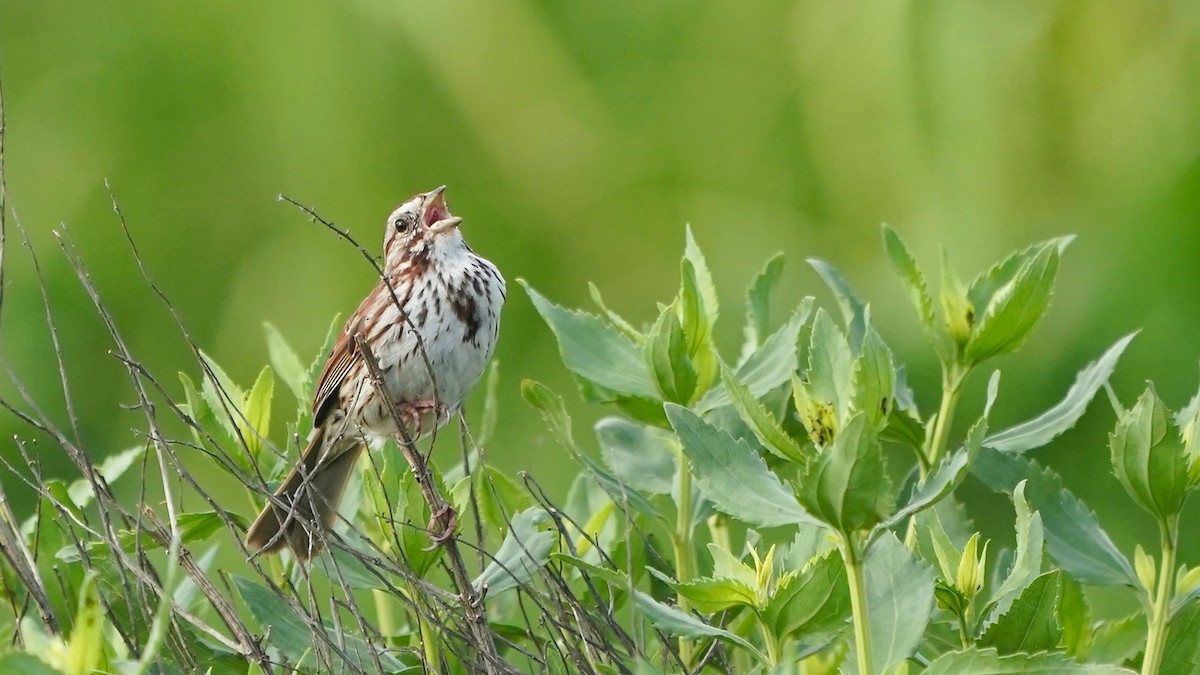 Song Sparrow - ML637318871