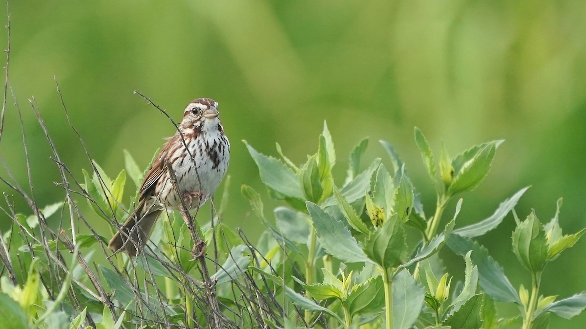 Song Sparrow - ML637318885