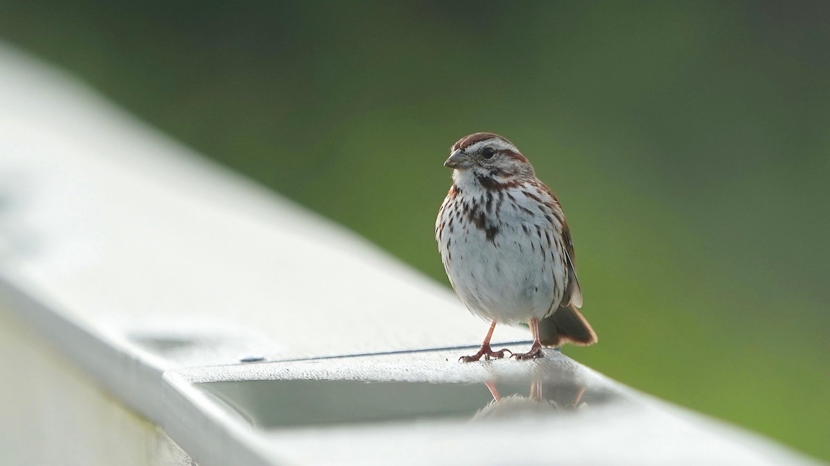 Song Sparrow - ML637318898